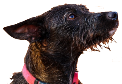 Furmentality Mascot: Lana-Banana