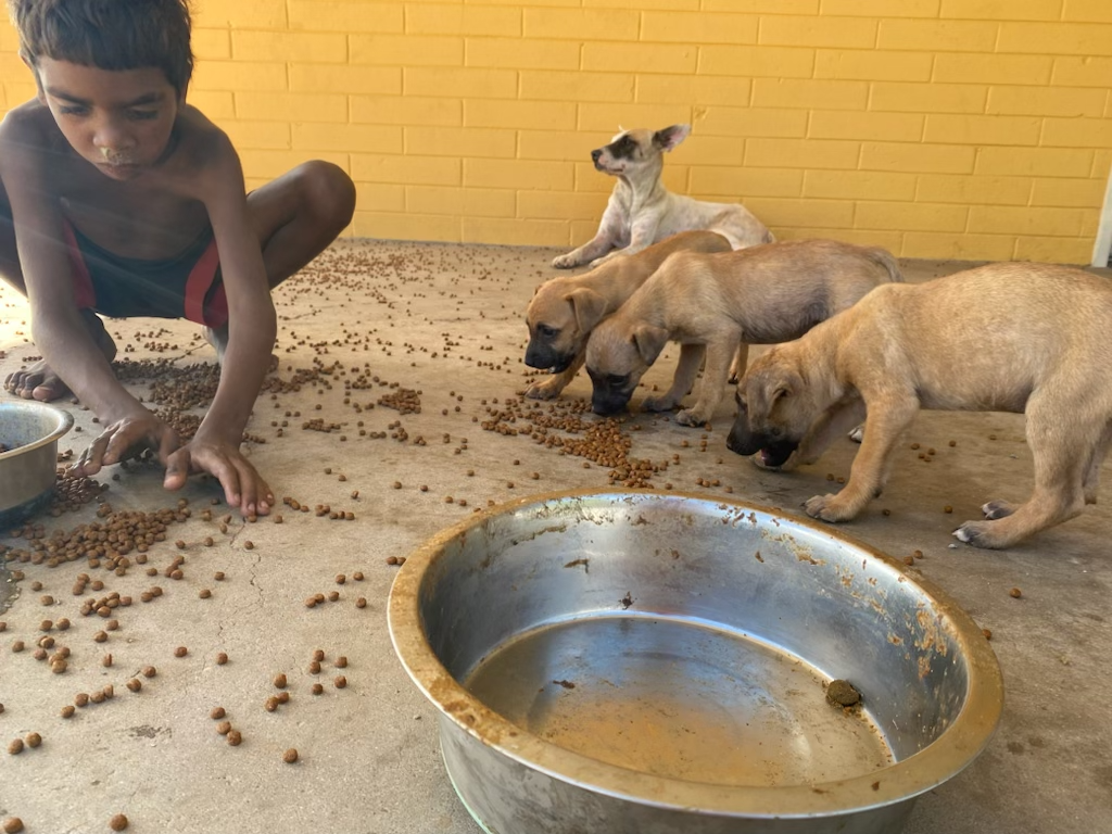 Move the arrows Puppies without your Donations at work